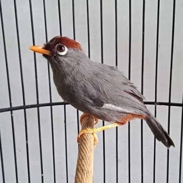 Cappybarashop burung poksay mandarin rawatan