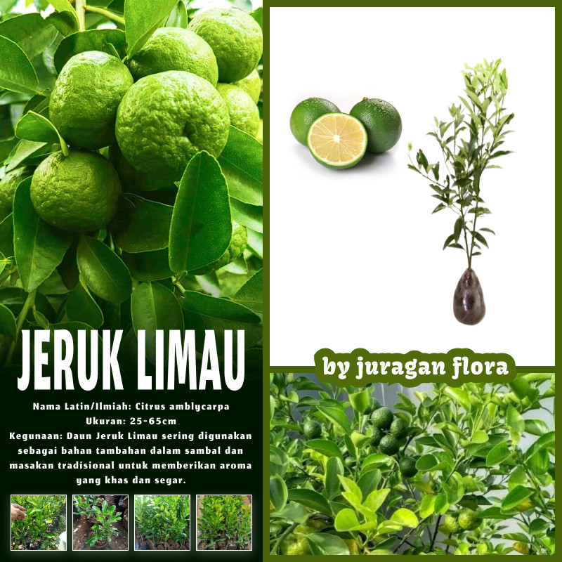 BIBIT TANAMAN JERUK LIMAU / POHON JERUK LIMAU/ DAUN JERUK  LIMAU / JERUK LIMO