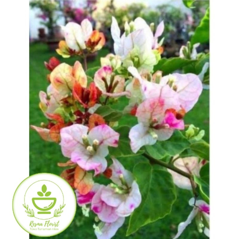 ( BISA BAYAR DI TEMPAT ) PROMOTANAMAN HIAS BUGENVIL BUNGA KERTAS CITRA BATIK//BUNGA KERTAS