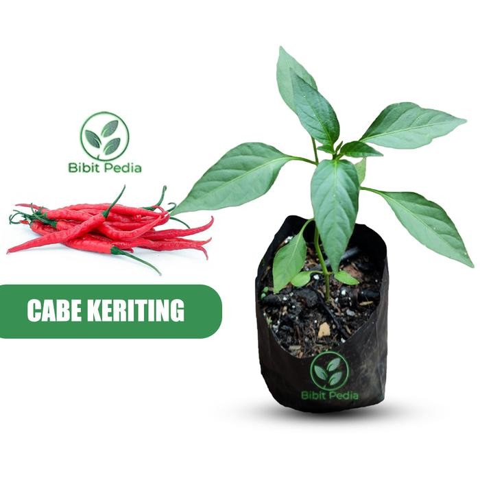 Tanaman Cabe Merah Keriting Bibit Cabe Unggul