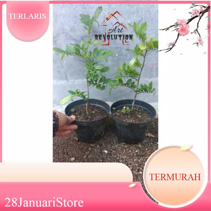 bahan bonsai serut bibit tanaman jaminan segar hidup terlaris termurah diskon promo