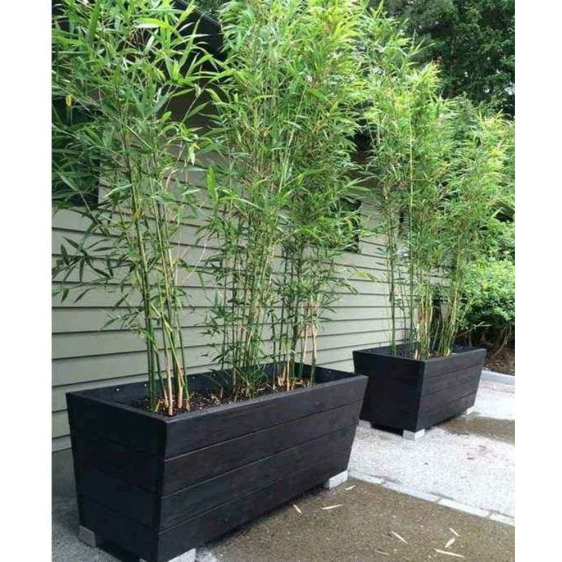 Bibit Bambu Jepang 1M Berakar Tinggi 50cm