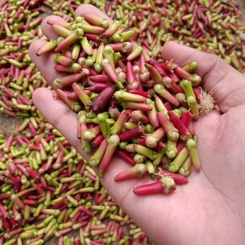 Jual cengkeh basah segar 1 kg ( udah hasil metik )