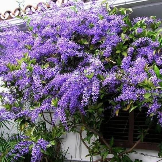Tanaman Hias Bunga rambat 'Petrea Volubilis Ungu' / Bisa merambat - Ungu