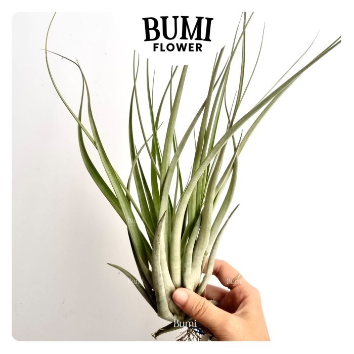 Tillandsia pringlei x concolor - Bumi Tillandsia Air Plants Tanaman Hidup Tanpa Tanah