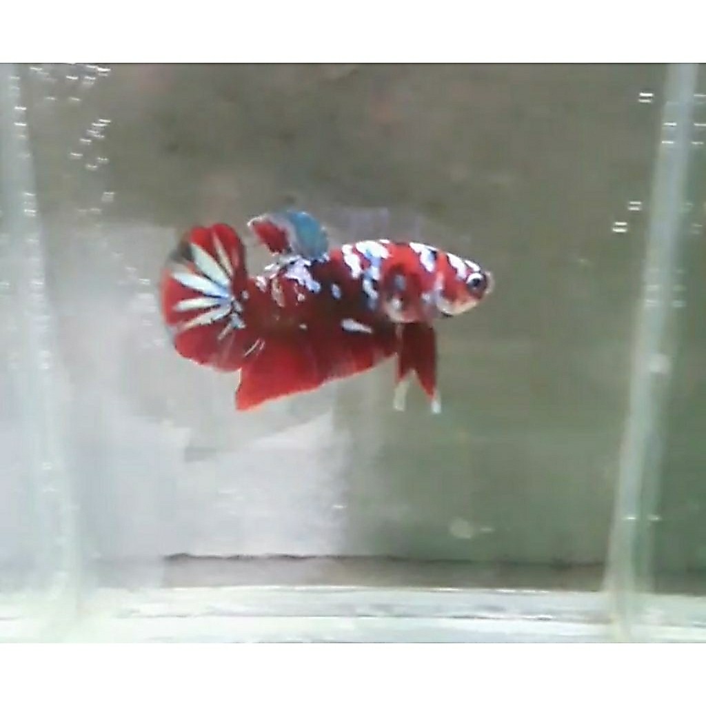 cupang red koi galxy