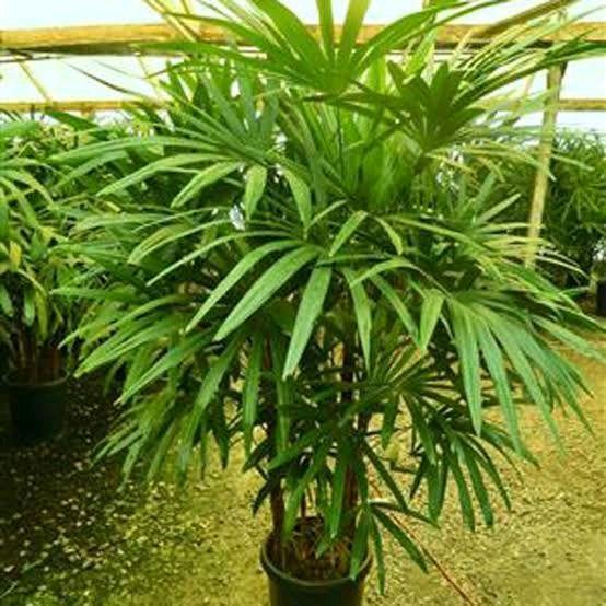 TANAMAN HIAS PALEM REGU TINGGI 2 METER - PALEM REGU - PALEM JARI