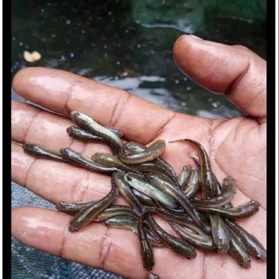 Bibit Ikan Gabus 8 cm | Kualitas Terbaik