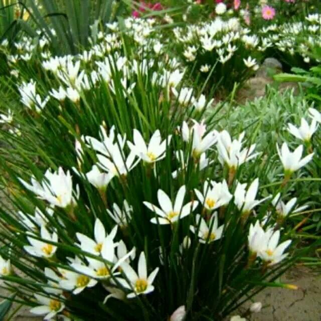 Tanaman hias kucai tulip bunga putih kucai bunga - Tanaman Hias Bunga Kucai Tulip - Bunga Rain Lily