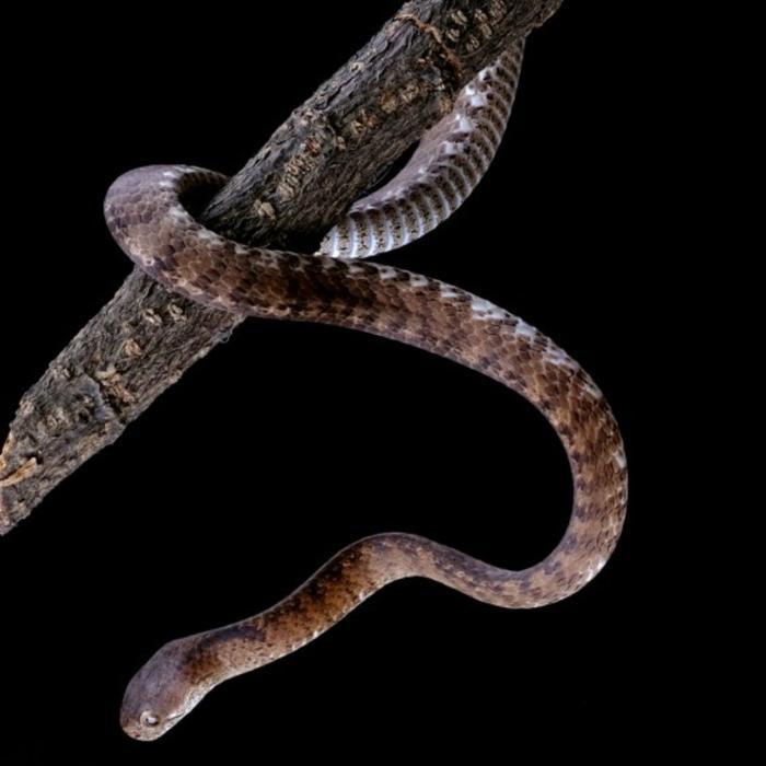 TERLARIS Ular Siput Pareas Carinatus Spesies Pareidae Asal Asia Tenggara Non Venom Jinak Aman Untuk 