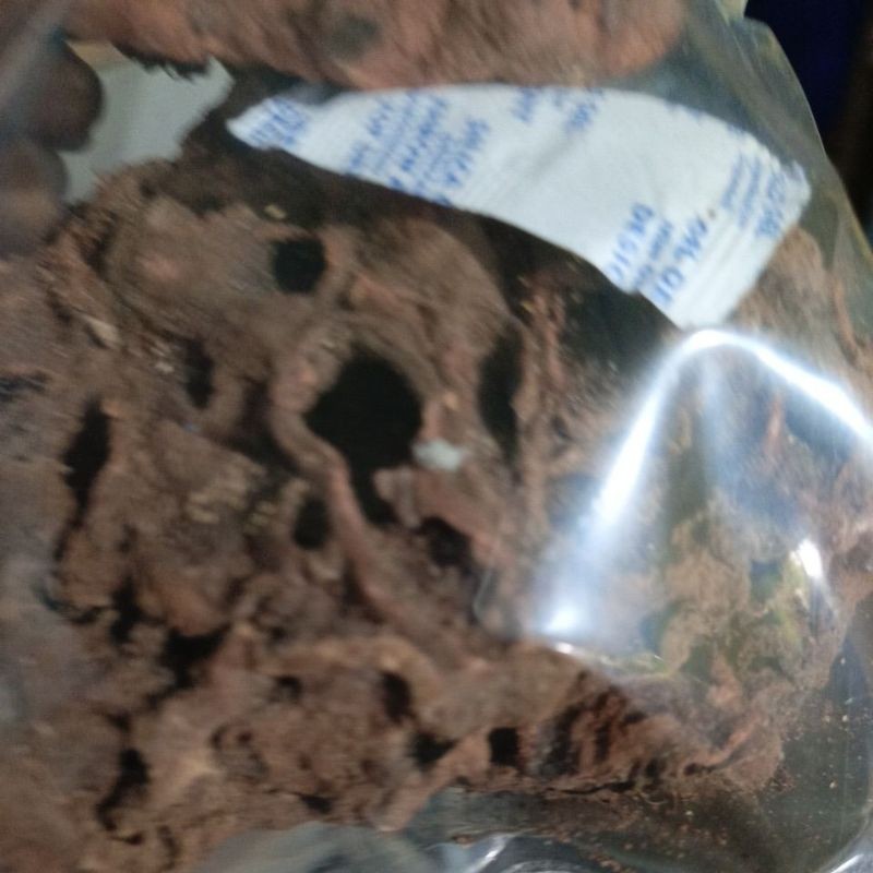 Sarang Semut Papua Asli 1kg