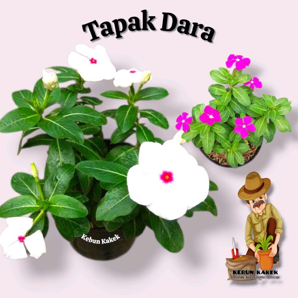 Tanaman Hias Tapak Dara / Tanaman Hidup Tapak Dara / Bunga Tapak Dara Bibit