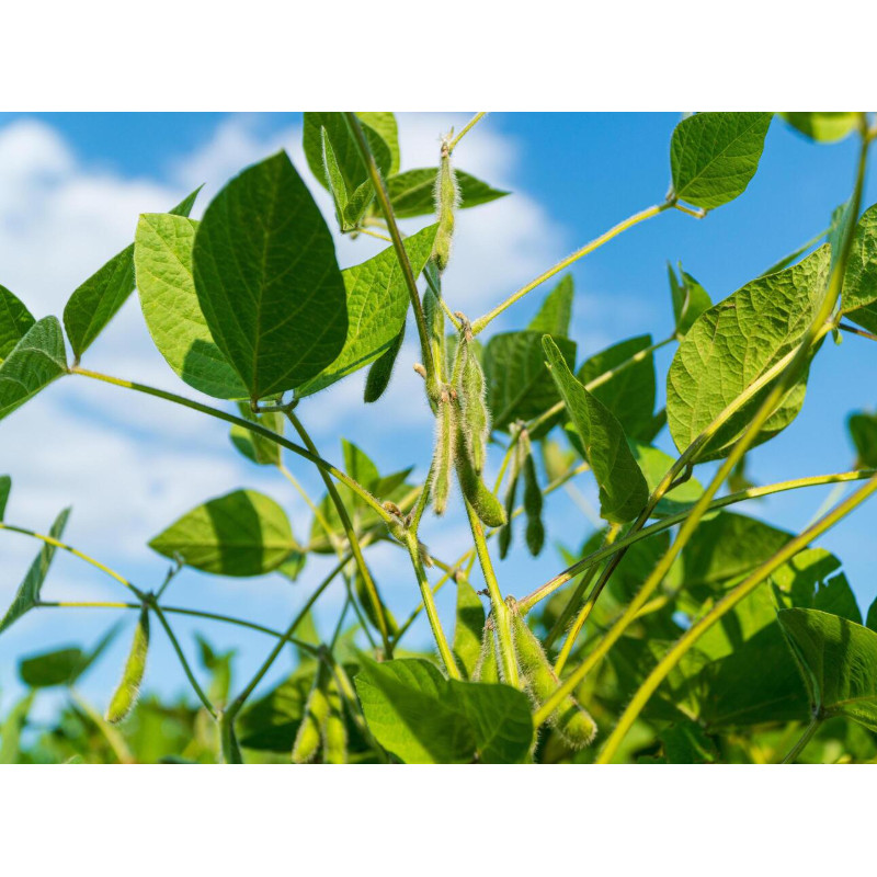 Biji Benih Bibit Kacang Edamame