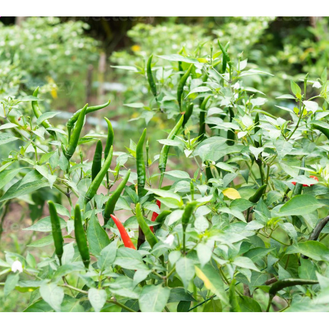 Bibit Biji Benih Bibit Cabe Rawit Hijau Unggul