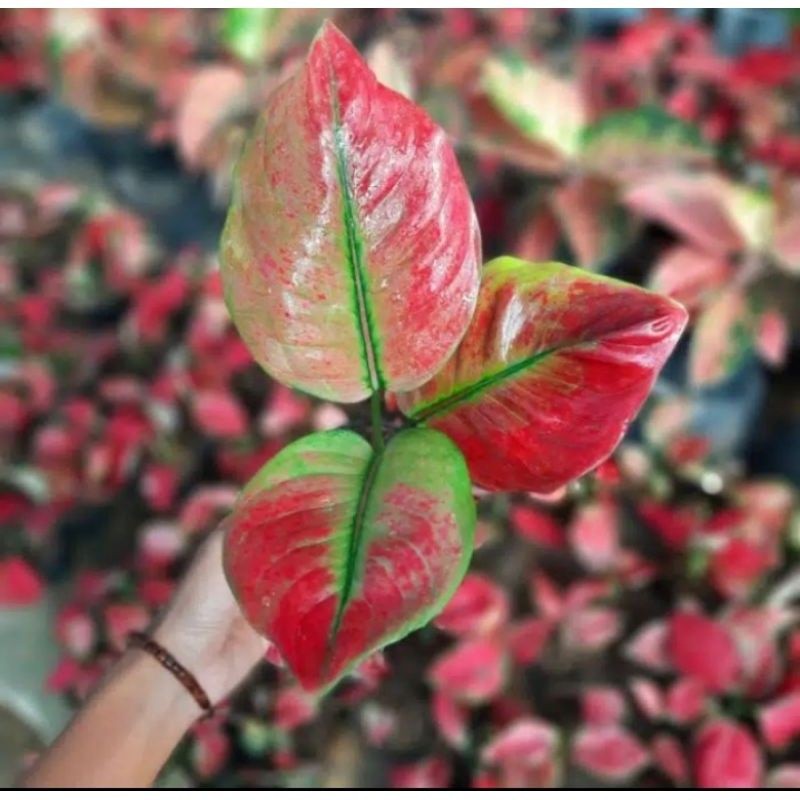 Tanaman hias aglonema AYUNINDI//Baby aglonema Ayunindi