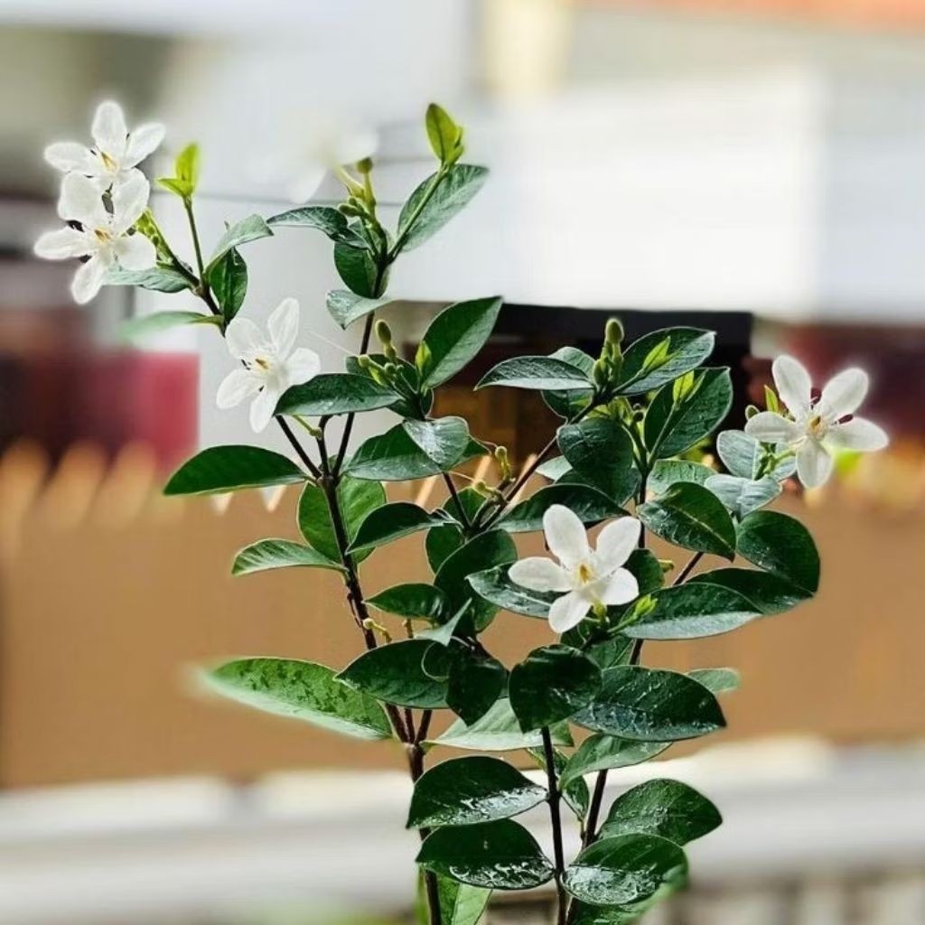 Tanaman Hias Melati Jasmine Hidup Berbunga Tanaman Melati Tanaman Hidup Rimbun Termurah