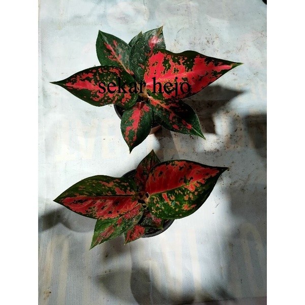 aglonema suksom jaipong versi batik