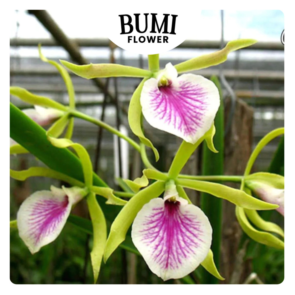 Anggrek Jairak Kiss CATTLEYA TAIWAN remaja / dewasa (sudah berbunga berkali-kali) - BUMI ORCHIDS | t