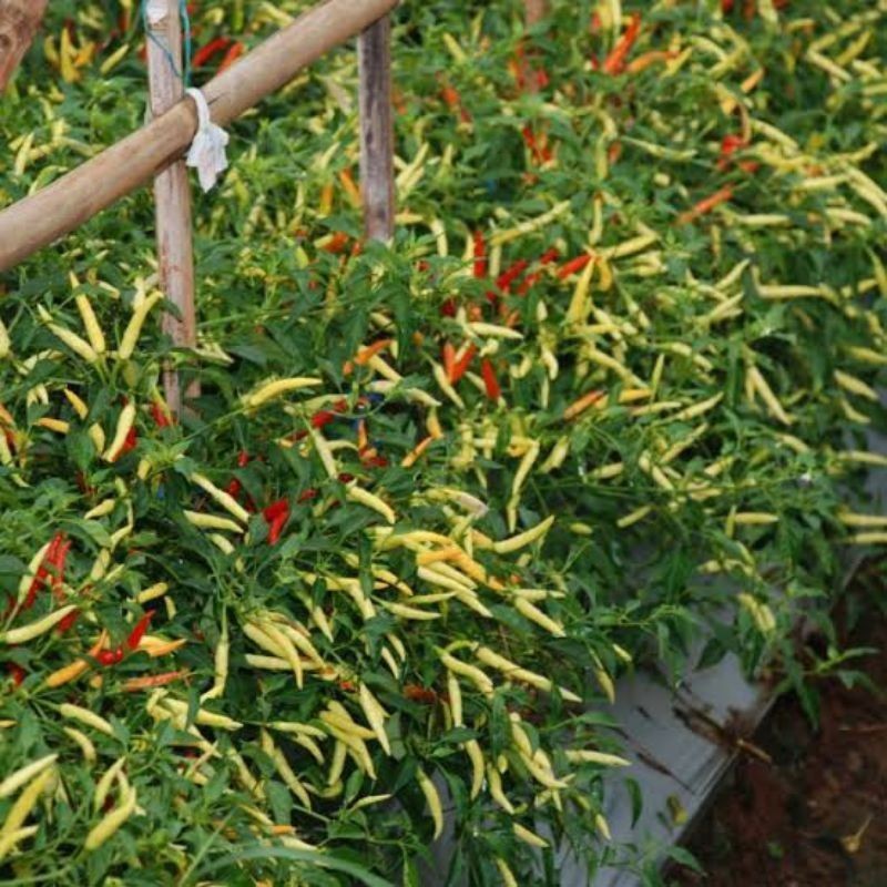 100 Biji Cabe DEWATA 76 F1 | Benih Cabai Rawit DEWATA F1 | Benih Cabai Rawit