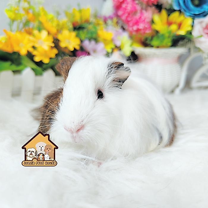 Terlariss guineapig silkie gp Guinea pig marmut cavy cavi sheltie tikus belanda