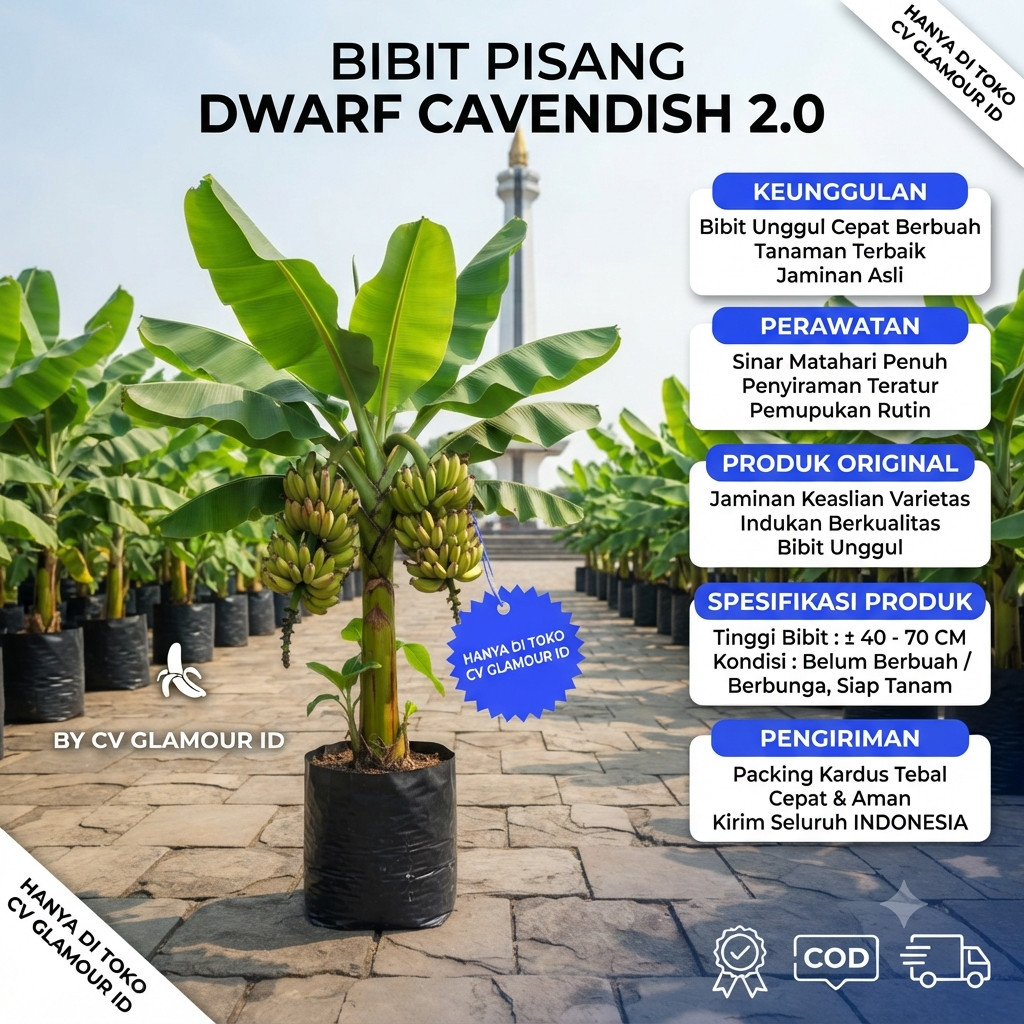 Bibit Tanaman Pisang Dwarf Cavendish 2.0 Bibit Unggul Cepat Berbuah CV GLAMOUR ID