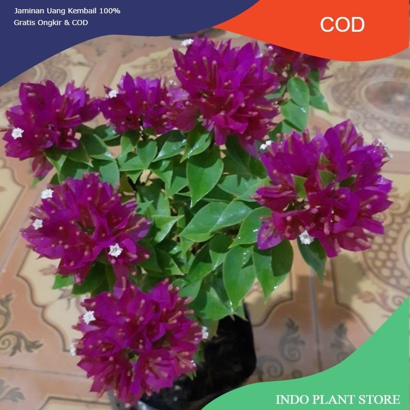 PROMO BUGENVIL SINGAPORE//SINGAPORE UNGU (COD)