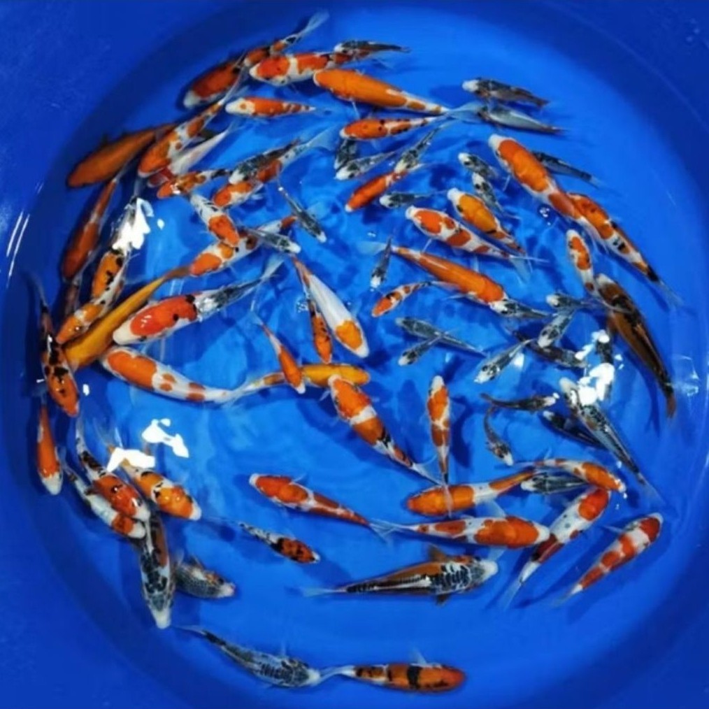 Paket Ikan Koi bibit 10 Ekor - Kohaku, Sanke, Shiro, Showa, Warna Acak kualitas terbaik grade A Bagu