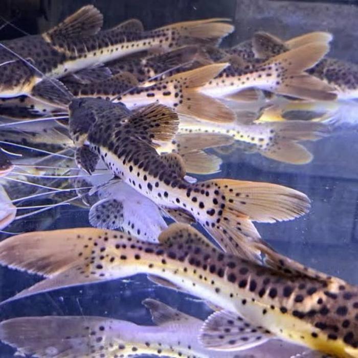 REDAY Terlaris Leopard catfish 7-9 cm / leopard catfish Promo Murah Bagus ban sehat