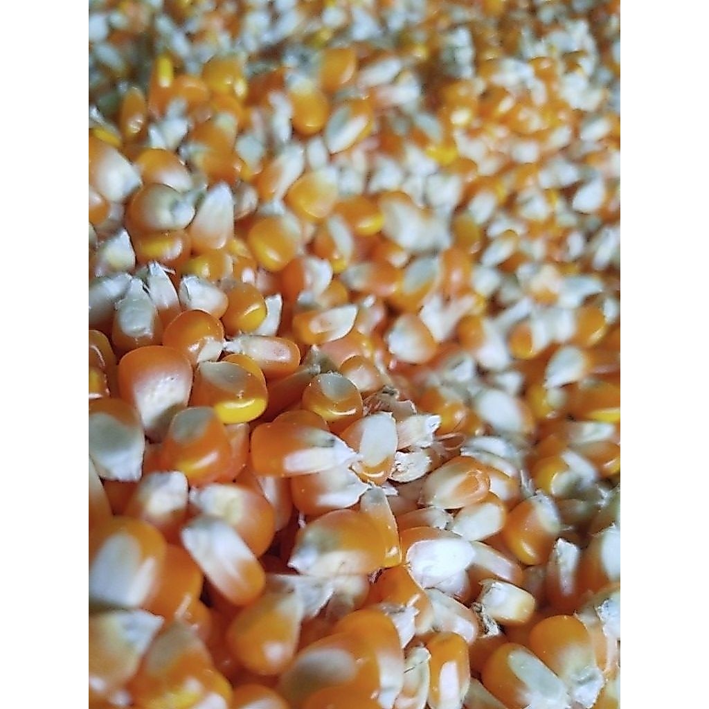 Jagung pipil / jagung kering jagung kering Jagung pipil 1kg