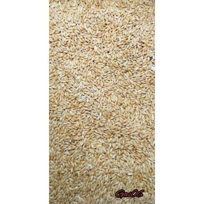 [1KG] CANARY SEED/KENARI SEED VITA REPACK
