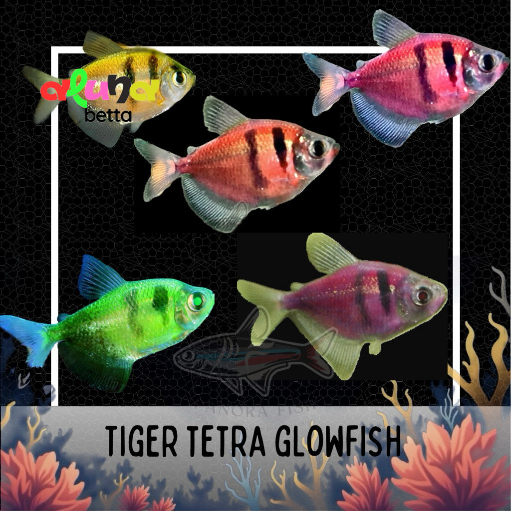 Perlengkapan Aquarium Tiger Tetra Glowfish glow
