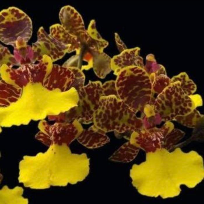 Anggrek Oncidium Baipai Jenis Daun Tebal