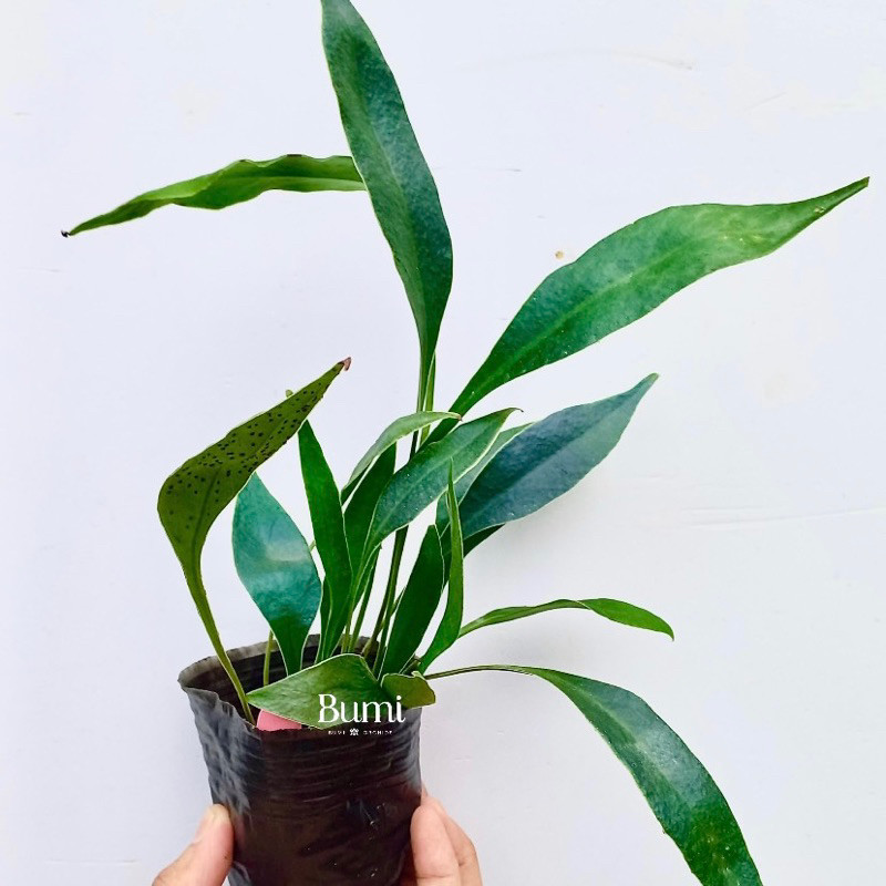 Microsorum siamensis blue ferns biru thailandicum - Bumi Fern tanaman hias platycerium