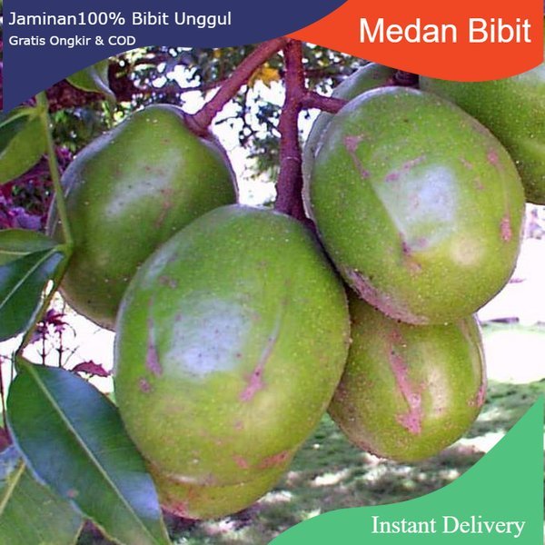 Bibit buah kedondong | Berbuah di dalam Pot | Bibit Cangkok | jaminan cepat Berbuah