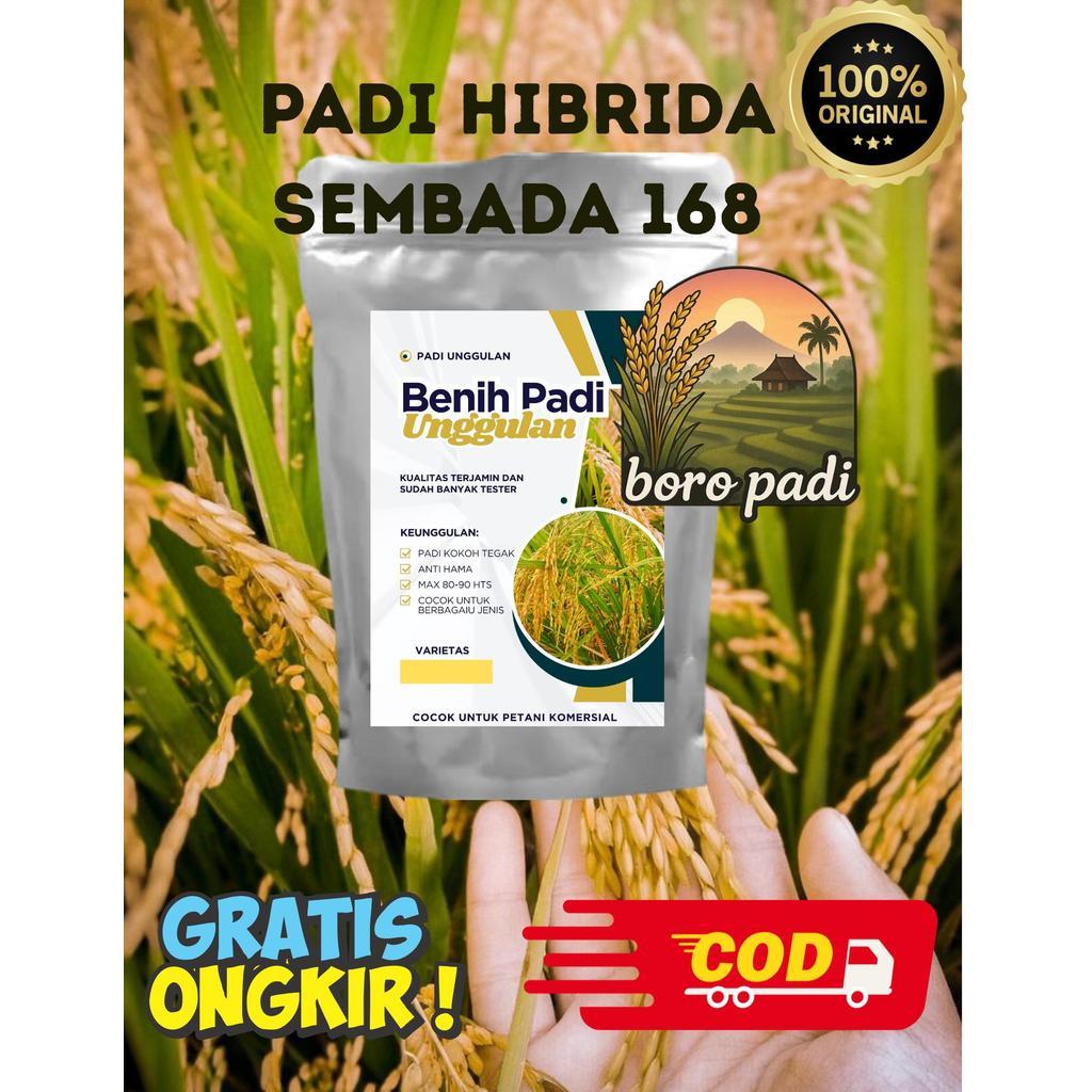 Boro Padi (1KG) Benih Padi Hibrida Sembada 168 Varietas Unggul Asli Original 2025 Cocok untuk Pertan