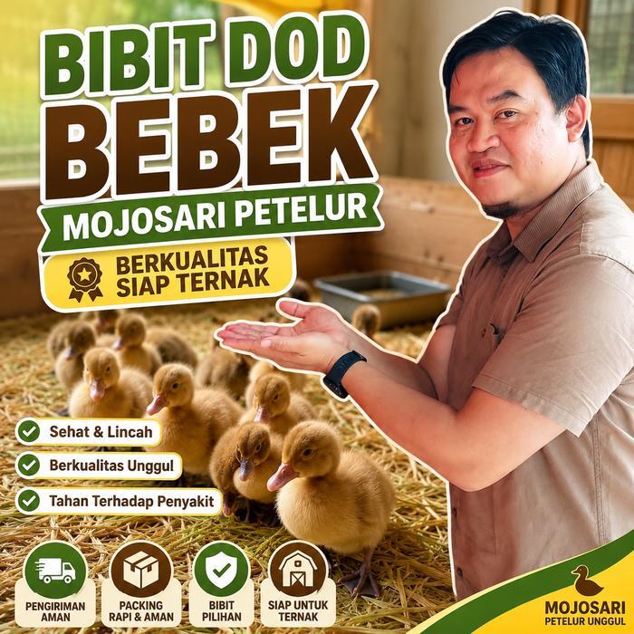 Bibit DOD Bebek Mojosari 100 ekor Petelur Berkualitas Siap Ternak