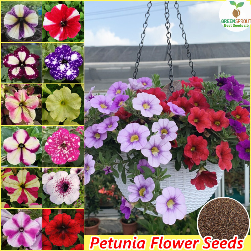Benih PETUNIA MIX (isi-100)- Benih Bunga PETUNIA DWARF MIX COLOR - Kwalitas Premium - Bibit Bunga Hi