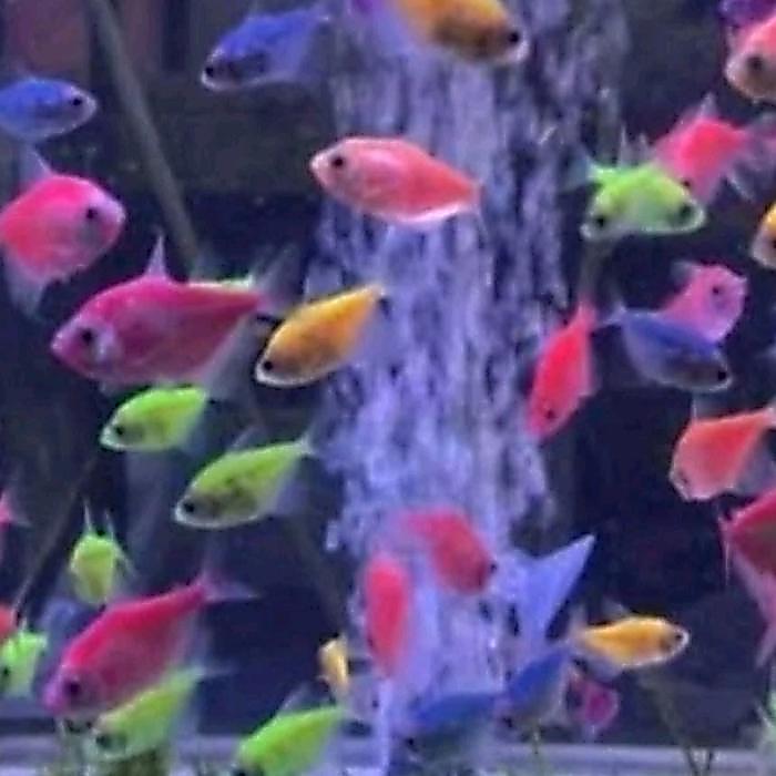 READY STOCK ikan glowfish tetra warna campur dapat 50ekor