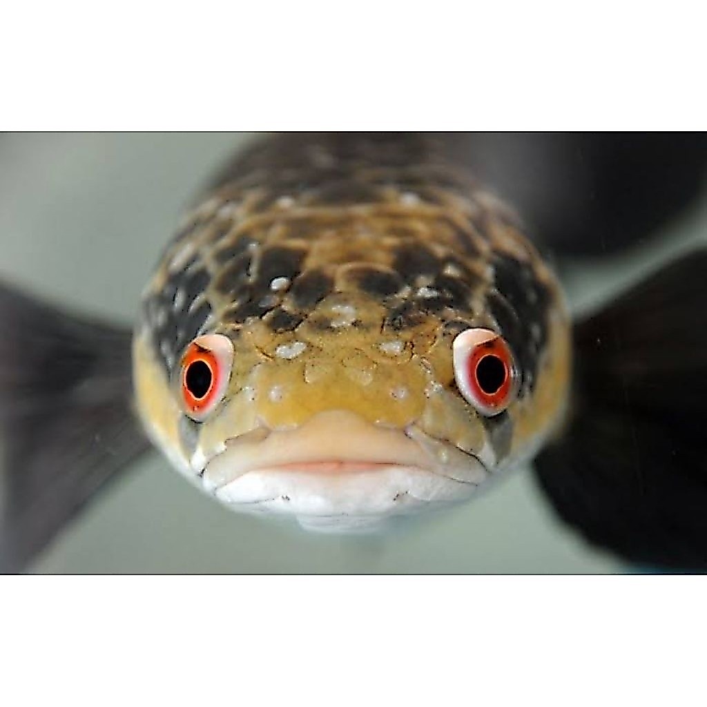 Hiasan Aquarium | Maru YS | Single Tank | Cabung Tipis/Bar Simet Tidak Rapi/Bar Acak | Progresan Lam