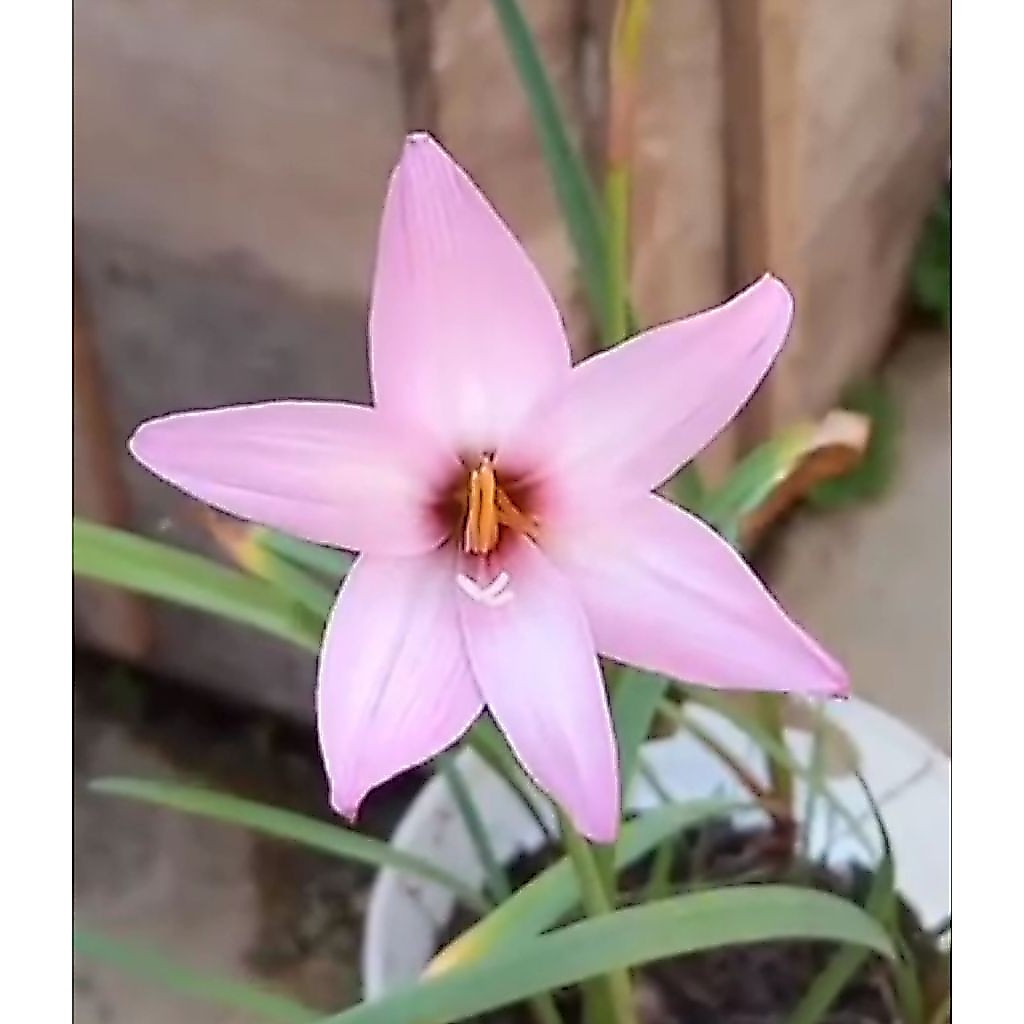 Umbi Bunga Lili Hujan / Rain Lily import warna pink bunga besar