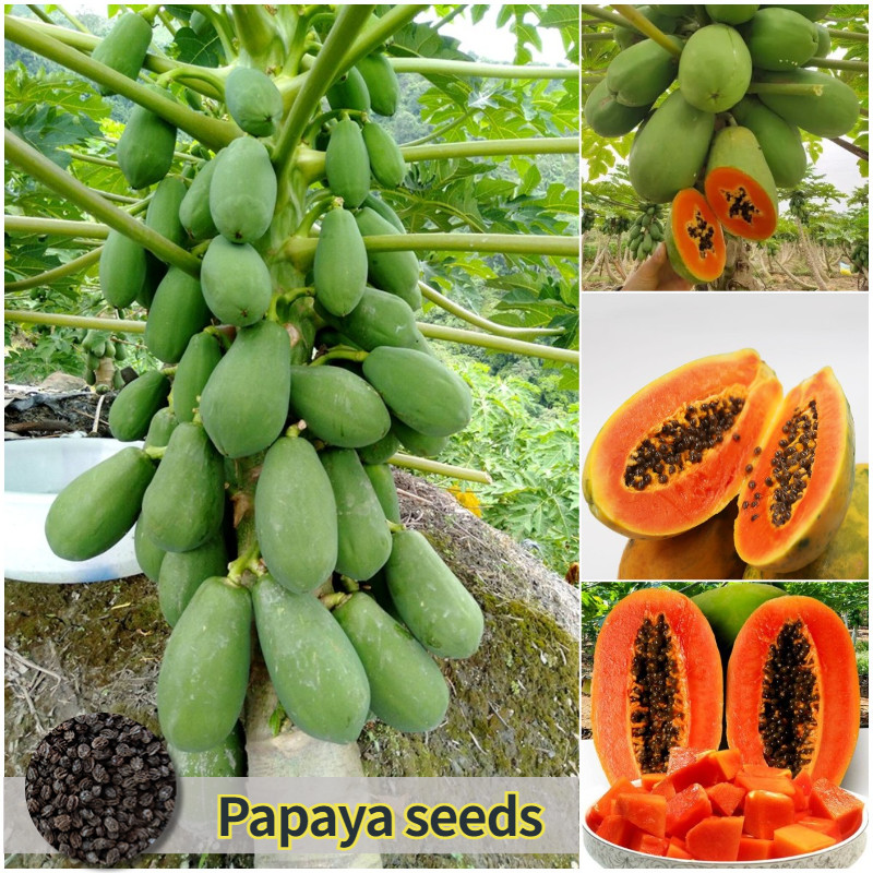 (30 Seeds For Planting) Bonsai Dwarf Papaya Seeds for Planting- High Yield Bonsai Papaya Fruit Seeds