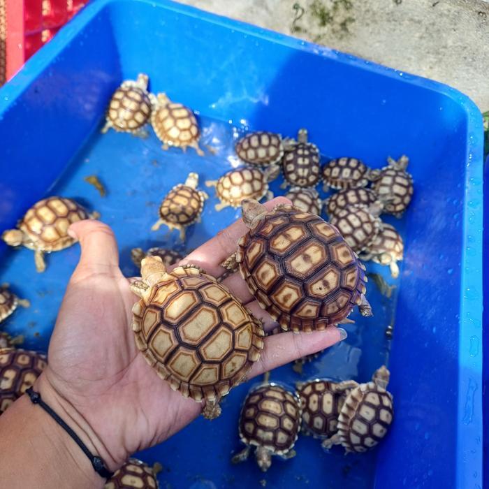 READY  GE SULCATA SIZE 7-8 CM CB INDO