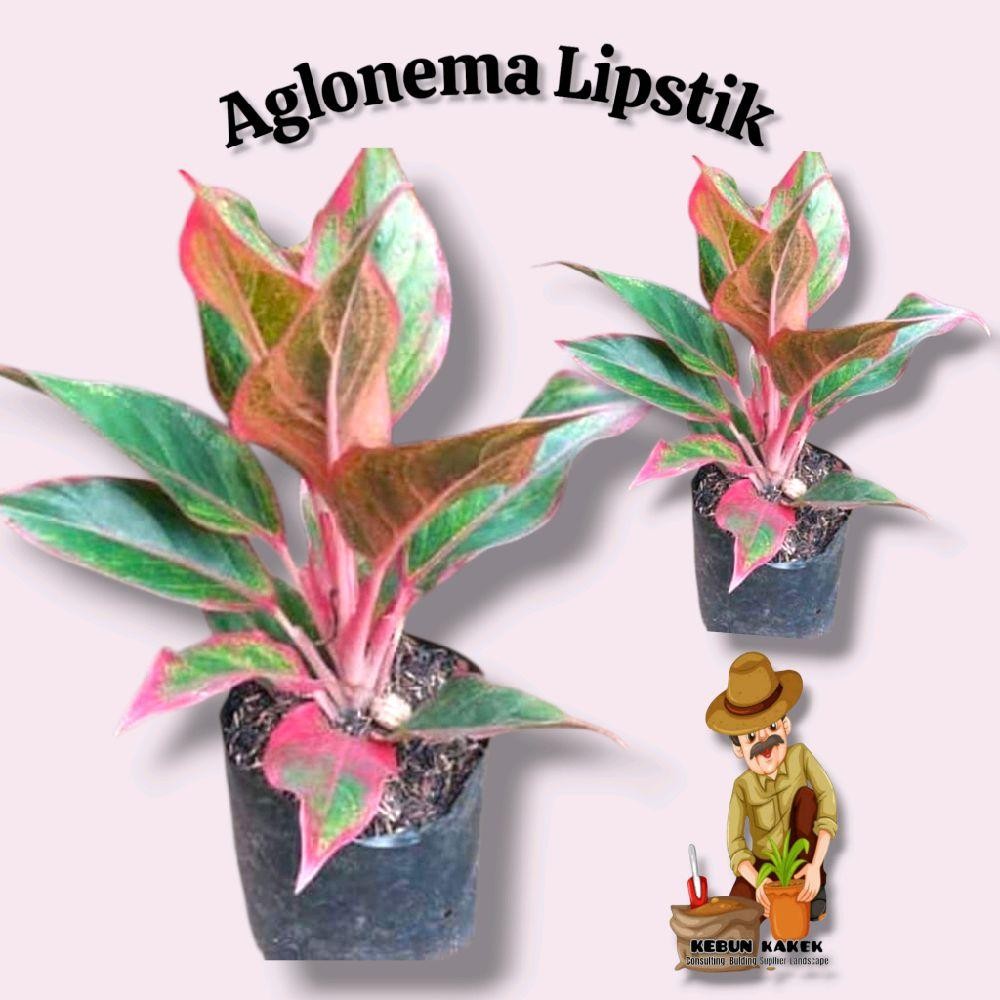 Tanaman Hias Aglonema Lipstik / Tanaman Hidup Aglonema Lipstik / Bibit Tanaman Aglonema Lipstik