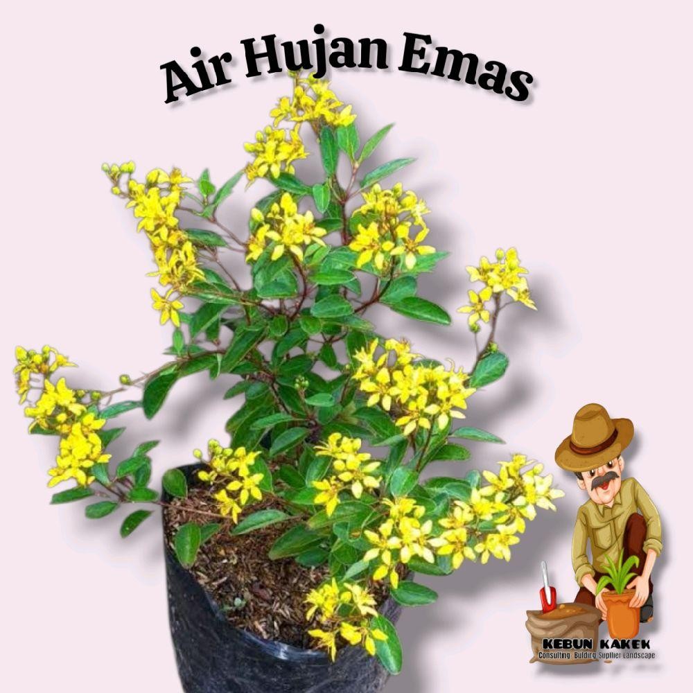 Tanaman Air Hujan Emas / Tanaman Hias Air Hujan Emas / Bibit Tanaman Air Hujan Emas