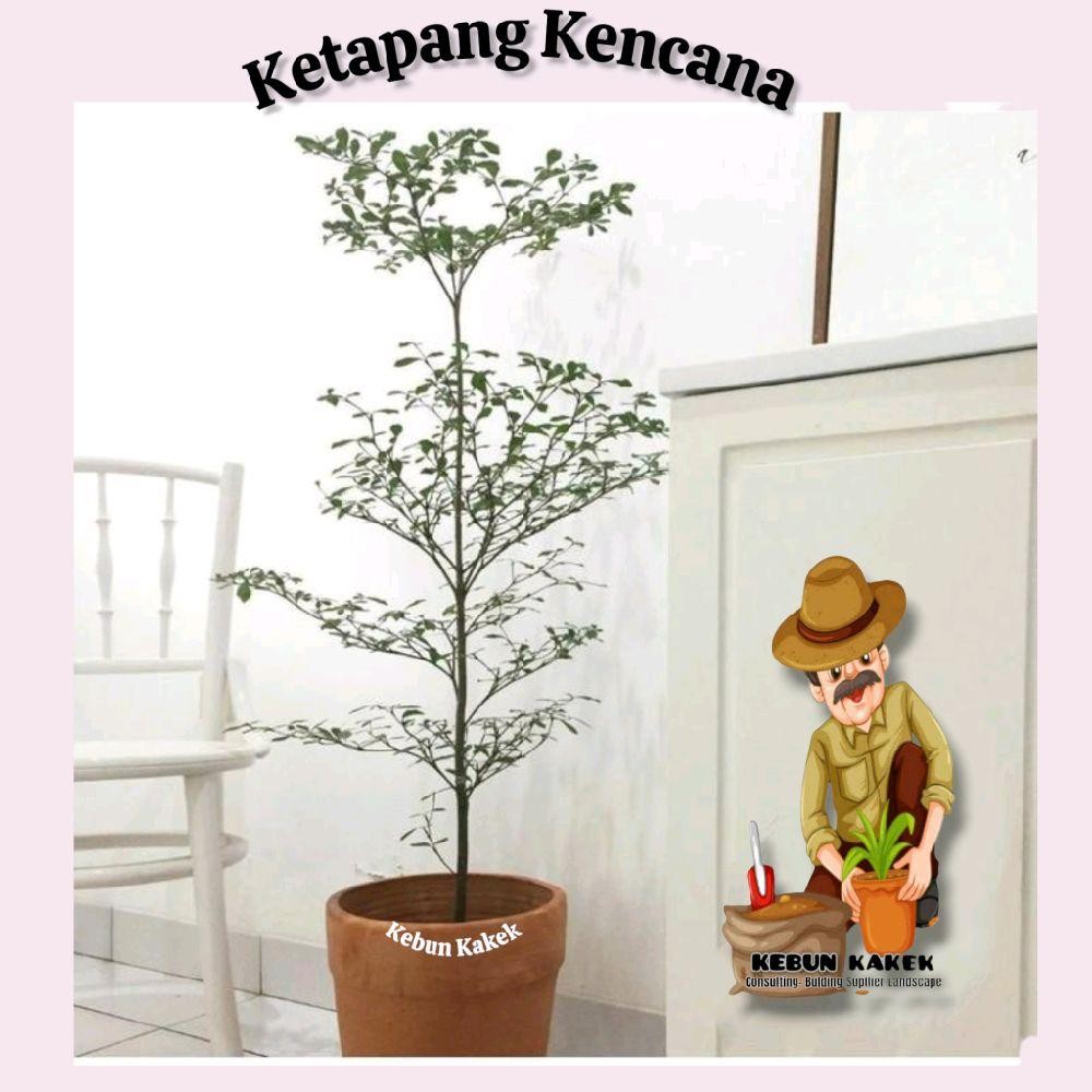 Ketapang Kencana 1 Meter / Tanaman Hias Ketapang Kencana / Tanaman Pelindung Ketapang Kencana / Bibi
