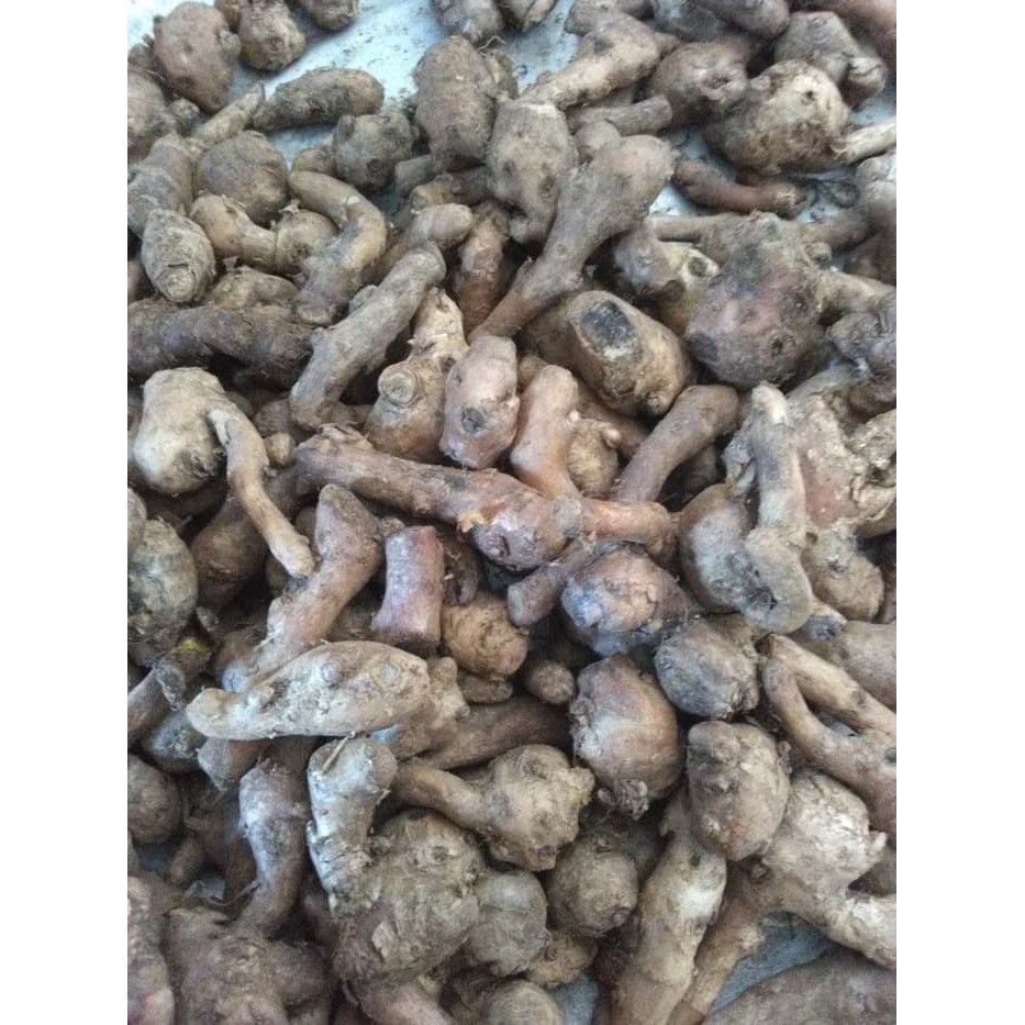 temu kunci empu / kepala / empu / biang / induk / obat / jamu segar