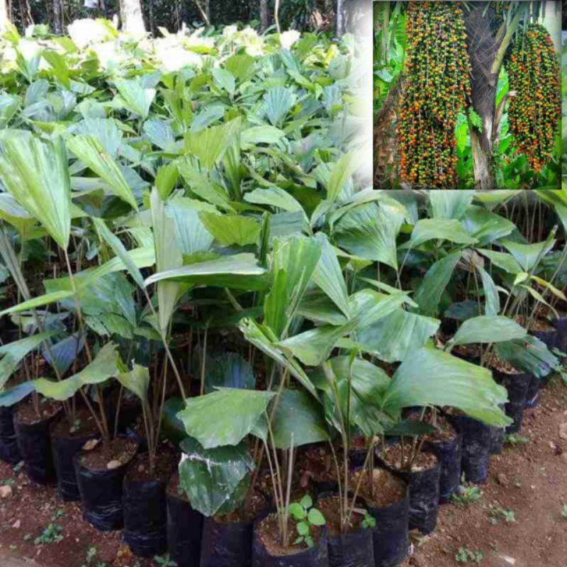 Bibit Pohon Aren / Kawung / Benih pohon Aren lokal Dan Benih Aren Genjah