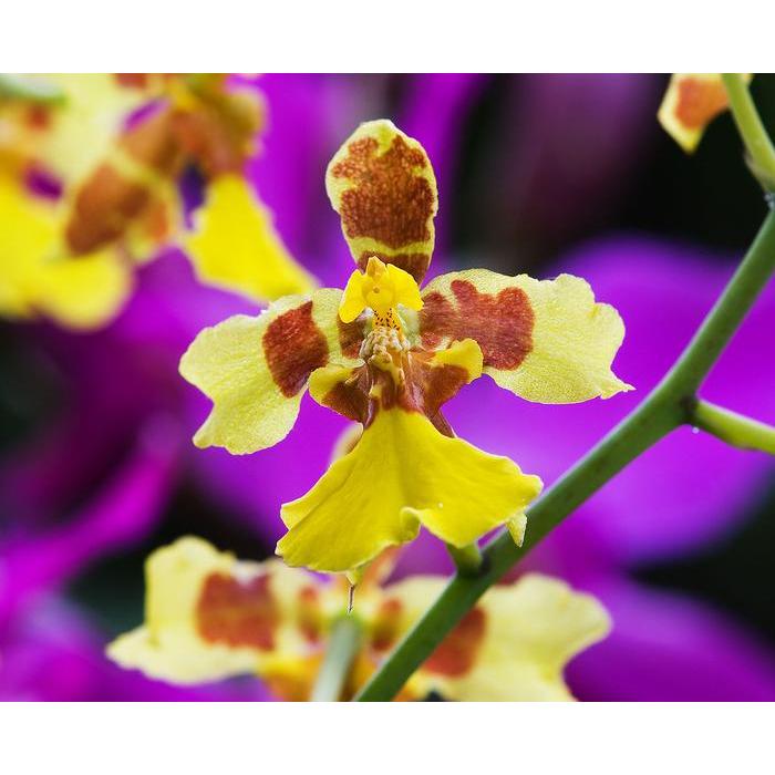 Anggrek Oncidium Americana