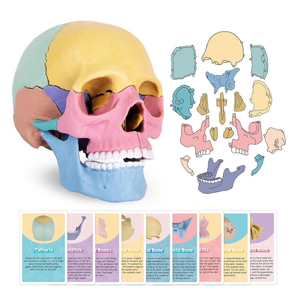 Human Anatomy Skull Model with Flash Card Detachable Palm-Sized Mini Medical Model Class Teaching Ai