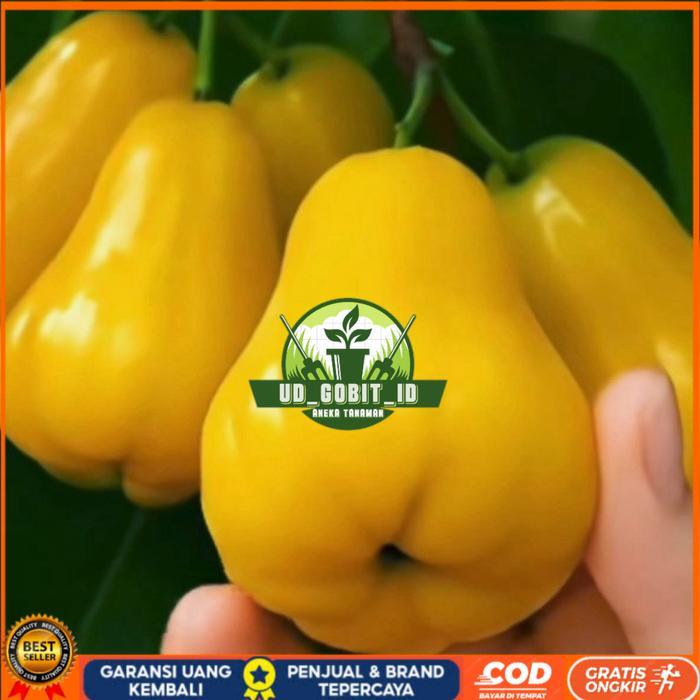 BIBIT JAMBU AIR MADU KUNING UD_GOBIT_ID